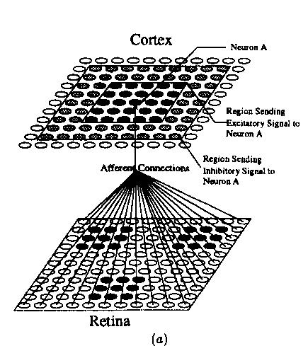 Figure 1: The SLISSOM Architecture, (a) The organization of the SL1SSOM network. The bottom layer is the retina, and the top layer models the cortical neurons.