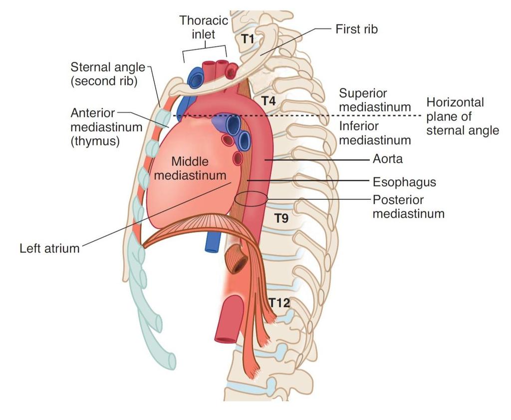 The Mediastinum 3 It is a thick moveable partition between right & left pleural sacs & lungs.