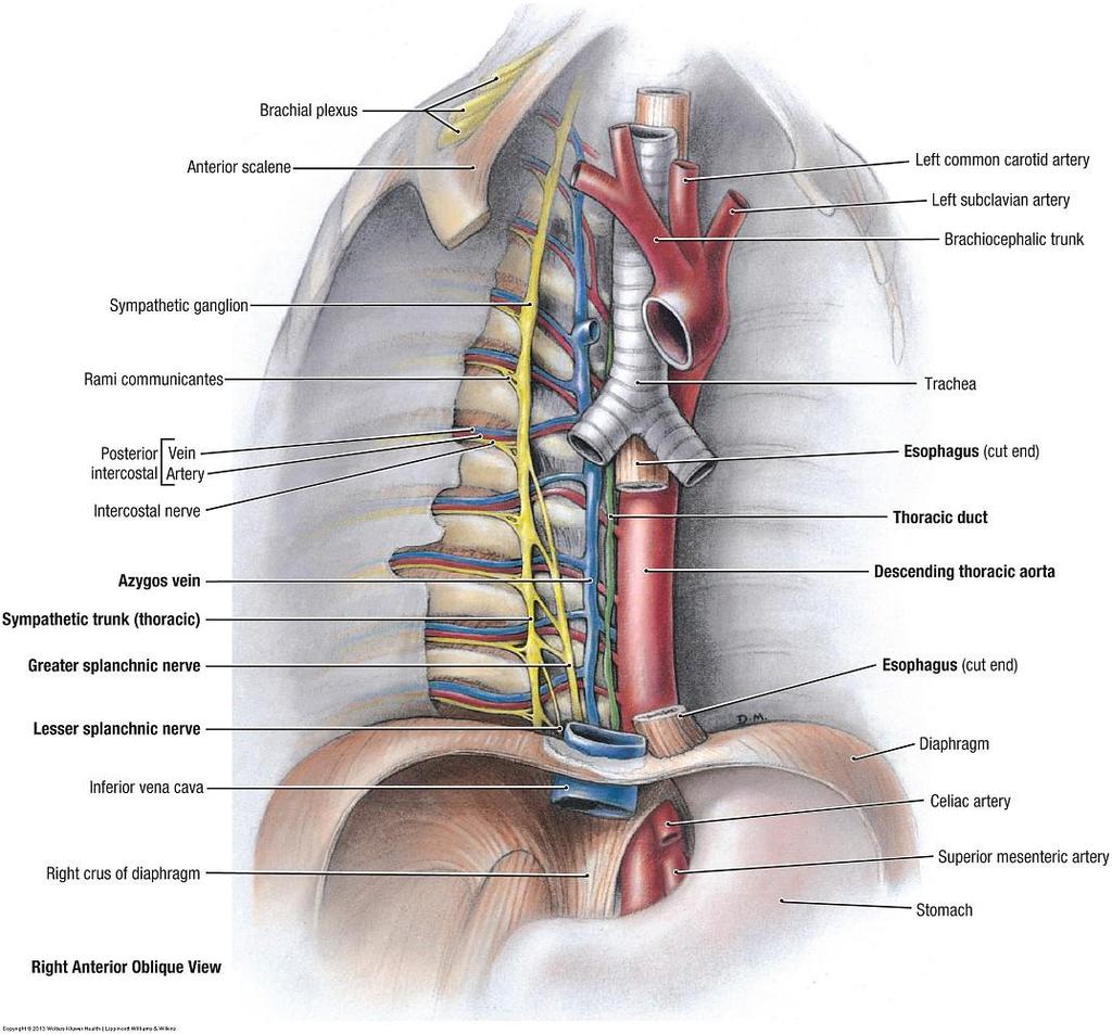 5 Inferior mediastinum: First part: Posterior Mediastinum Boundaries: Superior: Horizontal plane Inferior: Diaphragm Anterior: Heart Posterior: Thoracic vertebrae from T5 to T12 Lateral: Lungs &