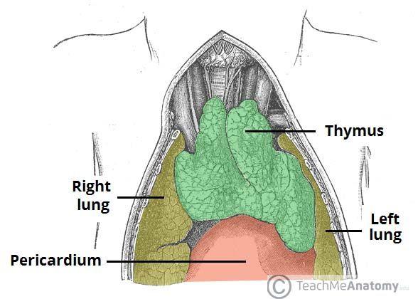 7 Inferior mediastinum: Third part: Anterior Mediastinum Boundaries: Superior: Horizontal plane Inferior: Diaphragm Anterior: Body & xiphoid of sternum Posterior: Heart Lateral: Lungs & pleurae