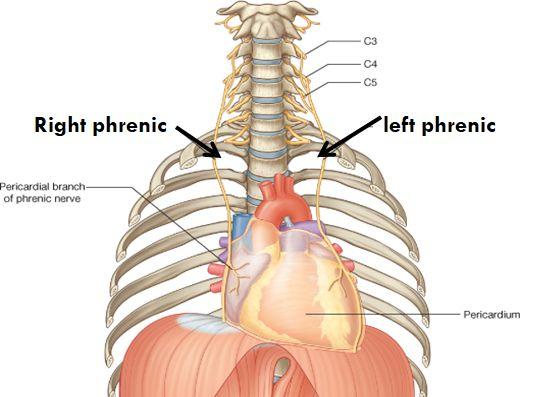 The left phrenic descends on the left side of heart.