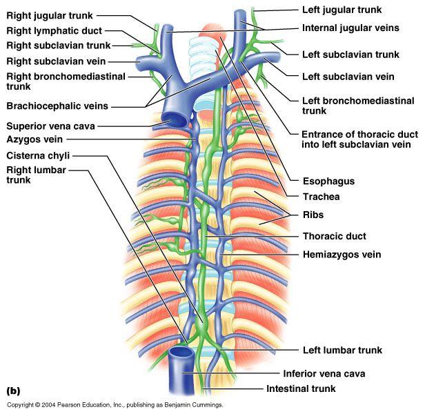 Lymphatic vessels in thorax 9 Lymph from the right side of the head, neck, thorax, & upper limb drains into the Right lymphatic duct and ends in the right brachiocephalic vein Lymph from the lower