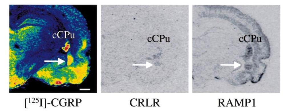 There are more CGRP binding sites than CLR accounts for Oliver KR et al., Eur J Neurosci. 14(4):618-28, 21 Oliver KR et al., Brain Res Mol Brain Res.