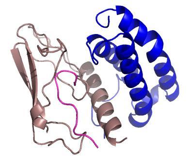 A common CGRP binding site between CGRP and AMY 1 receptors?