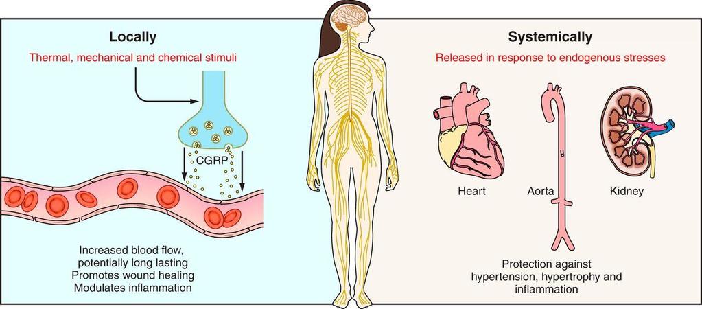 CGRP: local and systemic mechanisms in cardiovascular