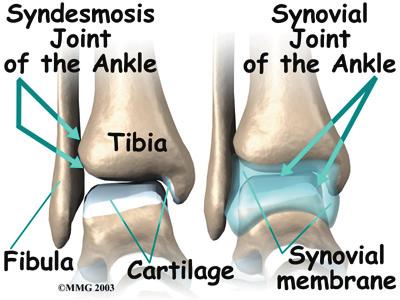 are held together by thick connective ligaments. The connection of the lower leg bones, the tibia and fibula, is a syndesmosis. The tibia is the main bone of the lower leg.