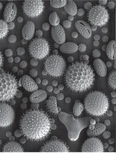 13 (b) Fig. 7.2 shows pollen grains from the fl owers of several different species, labelled with the letters K Q.