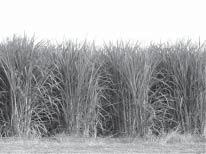 8 Fig. 8.1 shows a fi eld of sugar cane and the remains of the sugar cane after the harvest. 14 sugar cane remains after harvest Fig. 8.1 The sugars in sugar cane can be used to make ethanol biofuel.