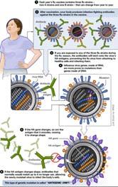 Influenza vaccine updates. Emerging viral diseases.