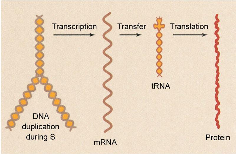 RNA & DNA RNA multiple copies of present in cell Singular copy