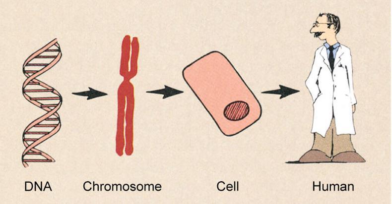 Chromosome aberrations Chromosomal aberrations leading to cell death Abnormal metabolic activity