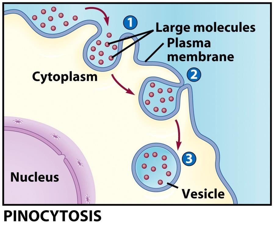 Forms of Endocytosis Phagocytosis