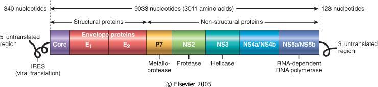 The HCV immunogen NS3-NS5B (NS = 1985 aa) Genotype 1, subtype 1b