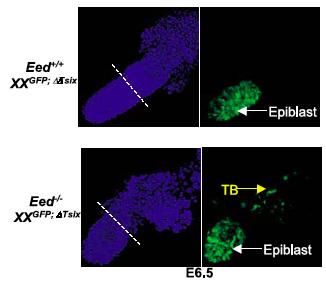 Eed is part of the complex that catalyzes H3K27me3. H3K27me3 is undetectable in Eed -/- embryos. At E5.