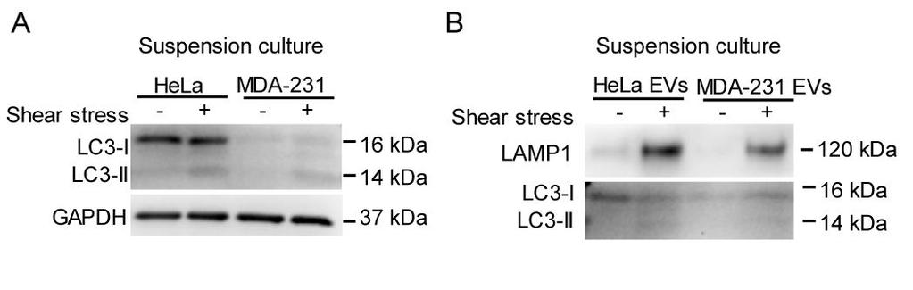 release in tumor cells. A LC3 I/II levels of cells compressed under 0, 0.12, 0.23 and 0.33 kpa for 30 min. Cells were lysed and LC3 levels detected by western blot.