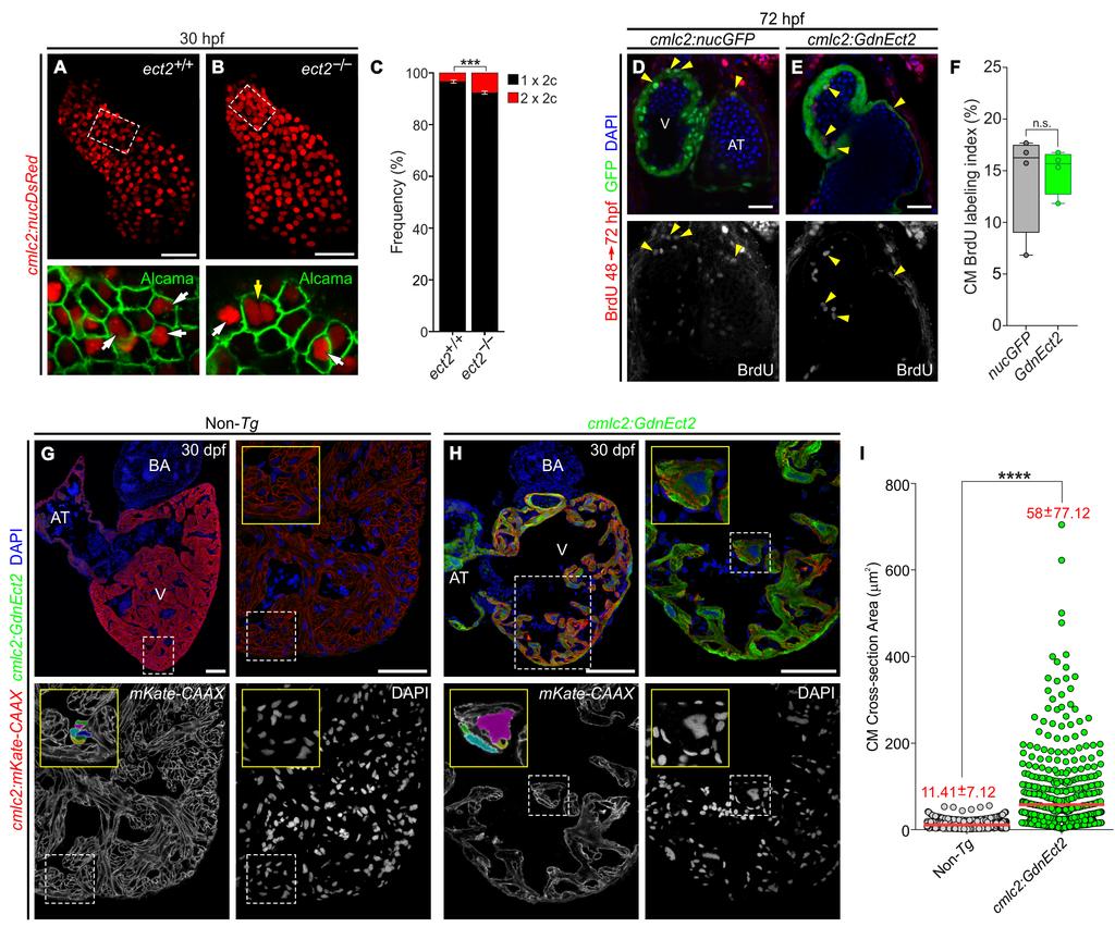 Figure S4. Ect2 is required for cardiomyocyte cytokinesis, but dispensable for entry into S-phase, and constitutive myocardial dnect2 expression induces cardiomyocyte hypertrophy, Related to Figure 2.
