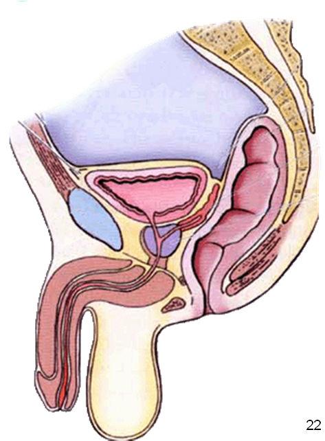 21 Ⅴ. The male urethra 男性尿道 : Three parts prostatic portion membranous