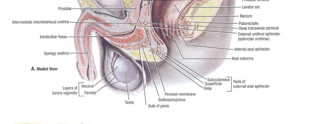 rectum and posterior to the pubic symphysis Features--- Chestnut-shaped apex,
