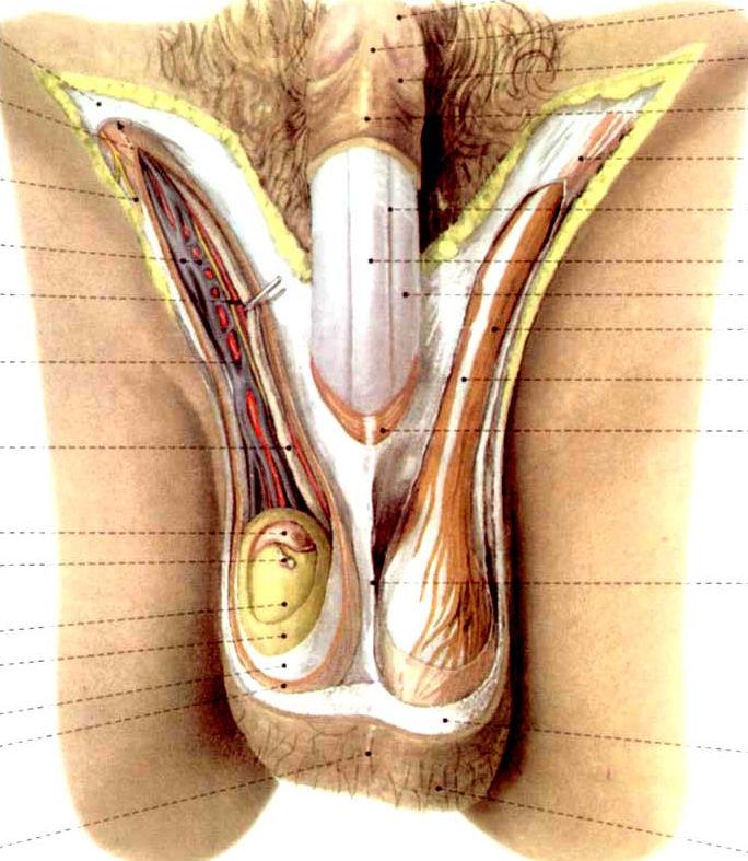 Ⅹ.The Scrotum 阴囊 : 2 layers---skin, dartos (septum) contents: testis, epididymis, spermatic cord and its