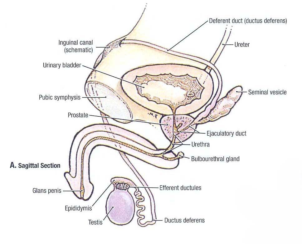 37 思考题 试述男性生殖系统的组成 试述输精管的分部及精索的组成