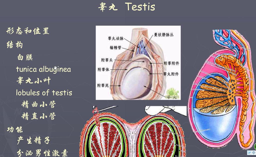 7 Ⅰ. The testis 睾丸 : The features of testes--- Paired
