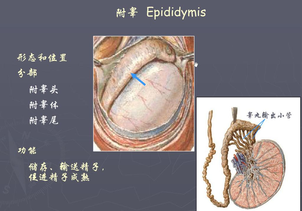 11 Ⅱ. The Epididymis 附睾 : Position: in