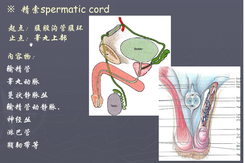 15 Spermatic cord 精索 : --- soft round rope --- upper extremity of the testis deep