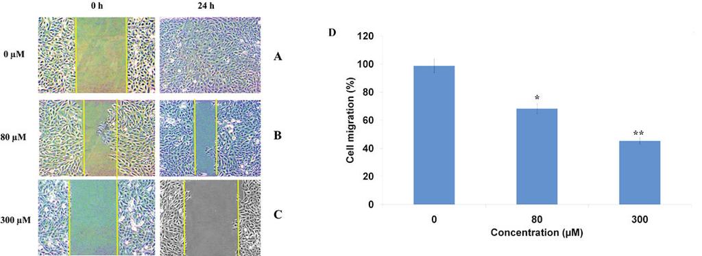 7016 XIONG et al: FERRUGINOL EXHIBITS ANTICANCER EFFECTS IN OVCAR-3 HUMAN OVARY CANCER CELLS Figure 5.