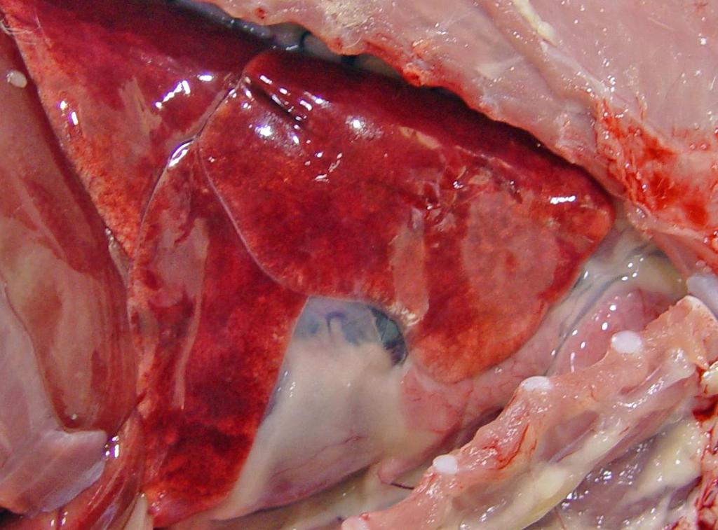 Thymus Structure and function White to pink, lobulated organ within the anterior