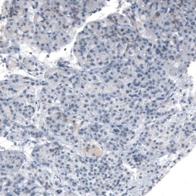 36770] - Staining of human pancreas shows weak granular cytoplasmic positivity in