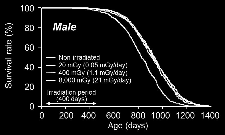 sexes irradiated at 21 mgy/day and those of females irradiated at 1.