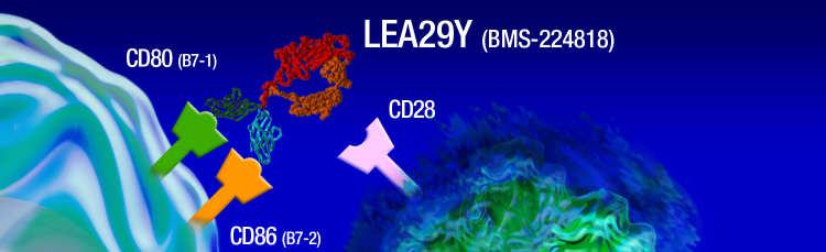 Belatacept potently and selectively blocks T-cell activation Belatacept Selective co-stimulation blocker Belatacept: Phase 3 Studies in de novo Renal Transplantation IM3-8 8 (BENEFIT; Belatacept