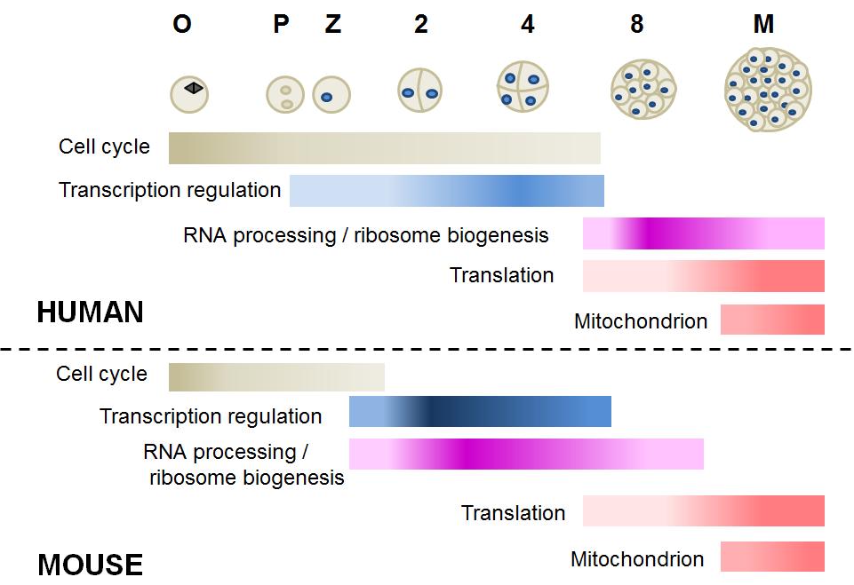 Supplementary Fig. 8. Schematic summarizing functional terms in stage-specific modules for human and mouse preimplantation development.