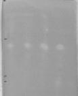 Nova Biotechnologica 9-3 (2009) 315 contained a methanolic solution of 150 μm DPPH (100 μl) and sample (25 μl) placed in a 96 well microplate and incubated at laboratory temperature for 10 minutes.