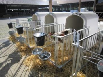 1. Ad libitum feeding Conventional feeding 10 % of BW of milk/milk replacer per day 4-6 L/day Ad libitum feeding at least 20 % of BW of milk/milk replacer per day 10-12 L/day advantages: higher