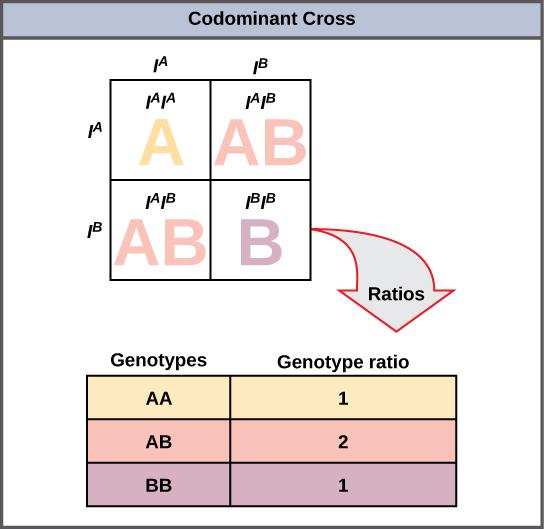Multiple Alleles This Punnet square shows an AB/AB blood type cross Mendel implied that only two alleles, one dominant and one recessive, could exist for a given gene.