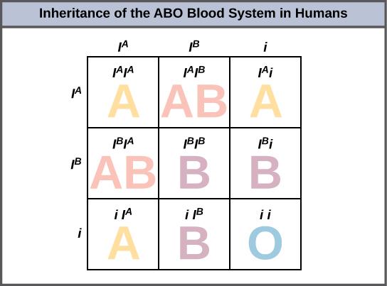 Inheritance of the ABO blood system in humans is shown.