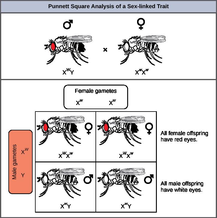 In Drosophila, the gene for eye color is located on the X chromosome. Red eye color is wild-type and is dominant to white eye color.
