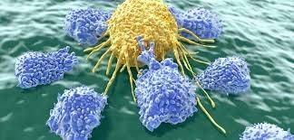 immune checkpoint (CTLA-4) Null Cells/Natural Killer Cells Separate lineage of lymphoid cells Contain substances