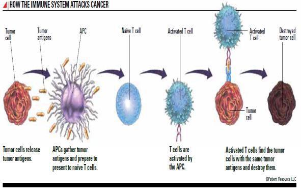 Question If our immune system destroys tumor cells, then why does cancer exist?