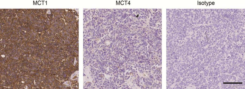 Supplemental Figure 6 Representative images of COR-L103 xenograft tumour.