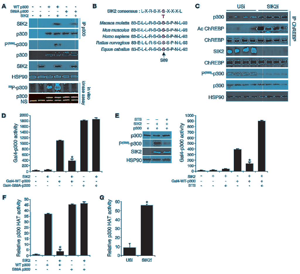 Figure 2 SIK2 promotes p300 Ser89 phosphorylation and inhibits p300 activity. (A) Top 2 panels: Coimmunoprecipitation assay from HepG2 cells using epitope-tagged p300 and SIK2 proteins.