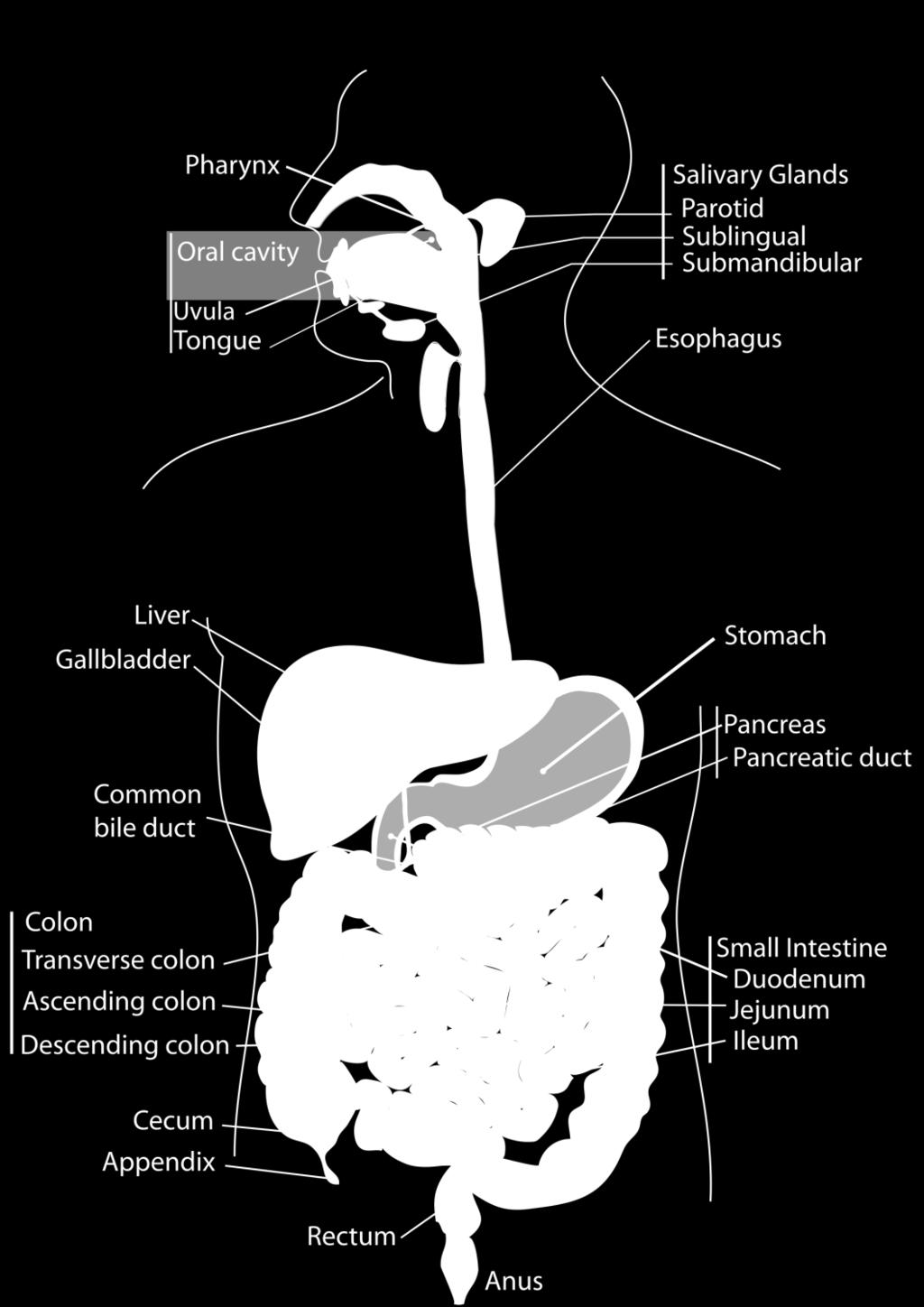 1. Digestion of foods and absorption of nutrients takes place in stomach and small bowel in only 2-3