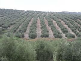 Pruning Olive oil