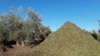 Olive pomace Olive mill
