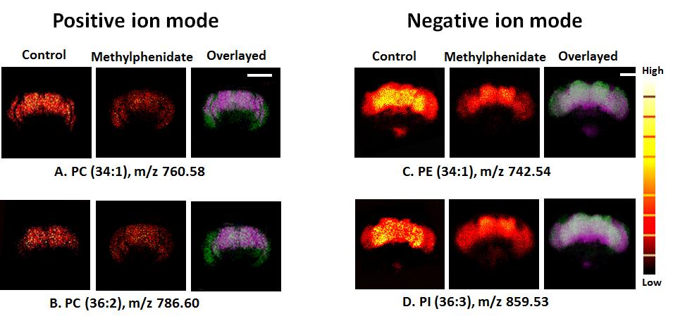 Figure S4. Distribution of phospholipids in the Drosophila brain before and after methylphenidate treatment by ToF-SIMS in positive (A, B) and negative (C, D) ion modes.