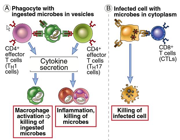 T-cell-based CoP Basic Immunology, Abbas et