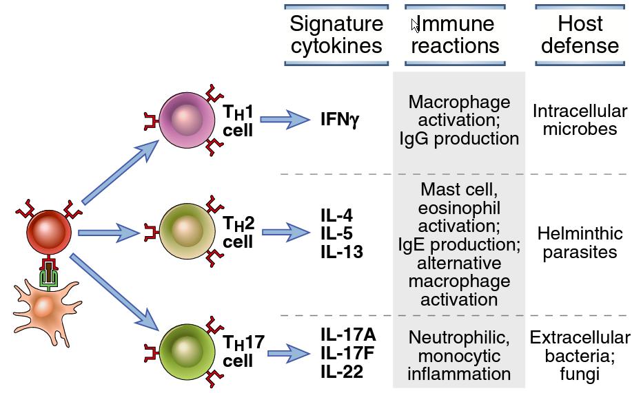 CD4 + helper T lymphocytes during infections + IgG antibodies + IgE and IgG antibodies