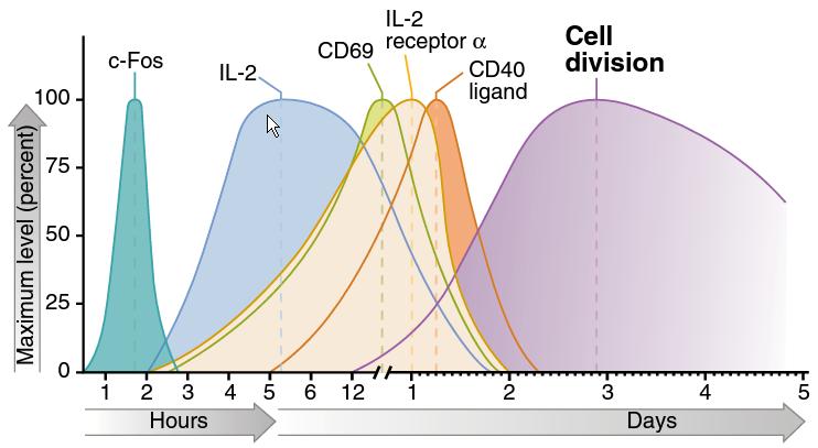 Proteins produced by antigen-stimulated T cells Basic