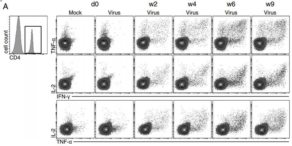 CD4 T-cell cytokine response to influenza virus infection